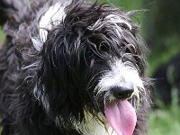 Puppys van Bliss040622-0107